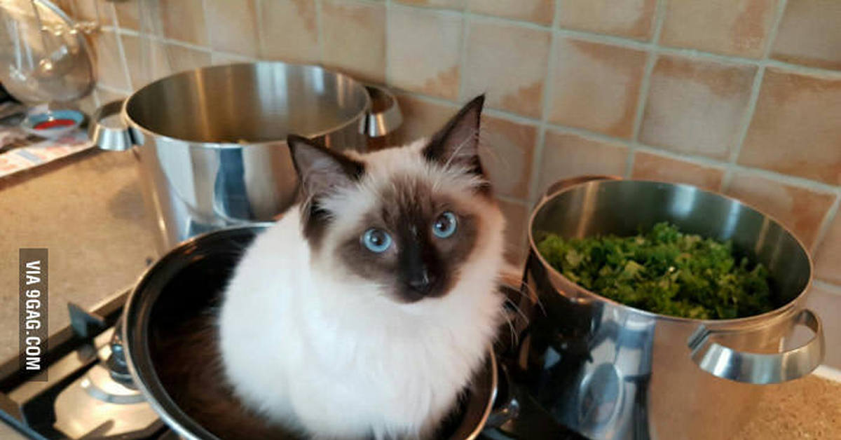 Котики рецепт. Суп с котом. Кошачий суп. Вареный кот.
