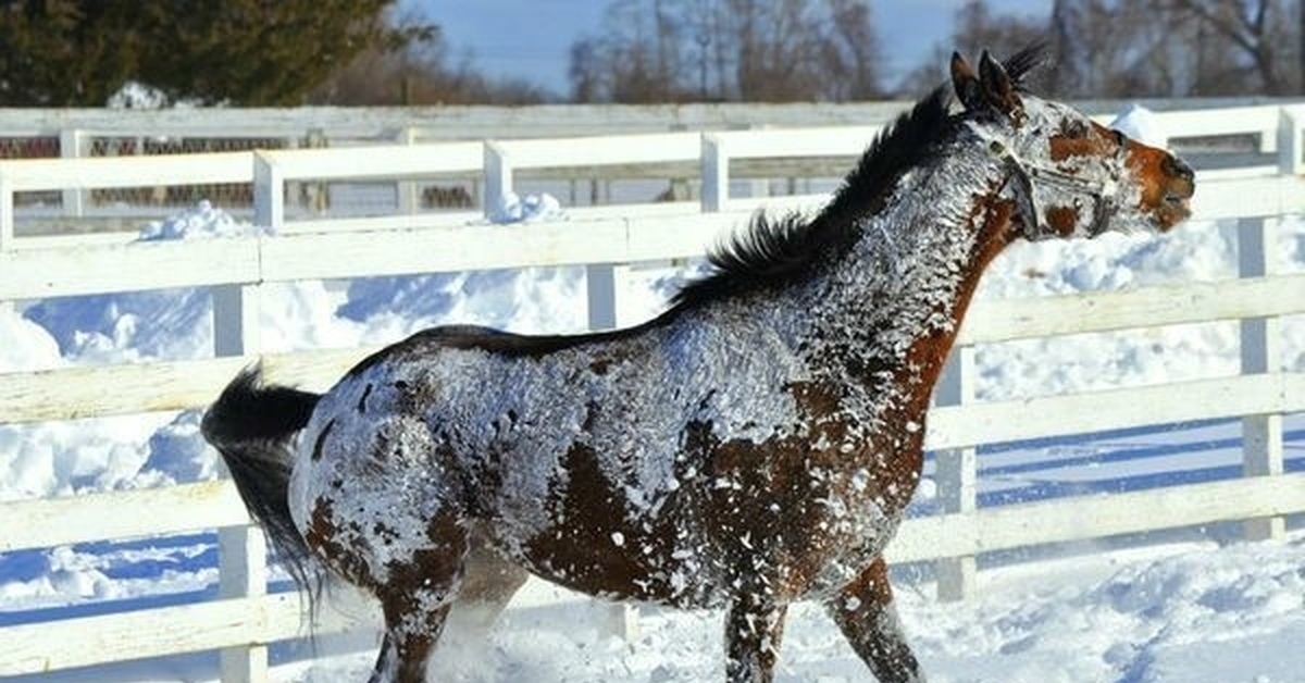 Однажды лошадка прилипла. Лошади зимой. Лошади в снегу. Конь на морозе. Лошадь в инее.
