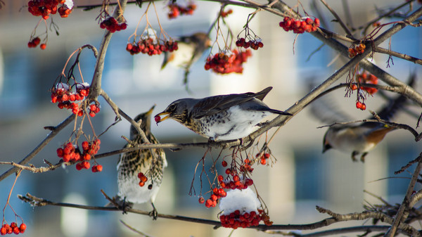 winter feast - My, Thrush, Bullfinches, Waxwing, Tamron, Sony, Photo hunting, Bird watching, Longpost