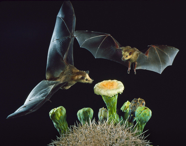 night bees - Bat, Pollination, Nature, Leaf-bearer