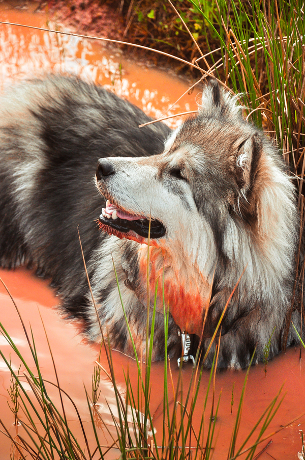 Mistress, why are you crying and laughing at the same time? - My, Dog, Humor, Summer, Alaskan Malamute, Longpost