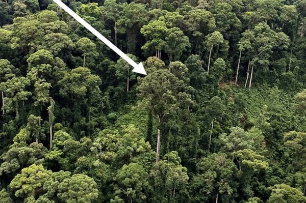 World's tallest tropical tree found - Nature, , Tree