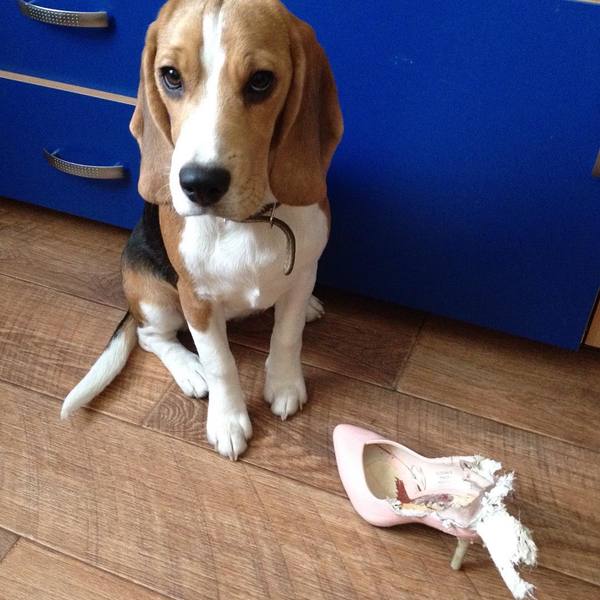 Wanted to try shoes - My, Dog, Beagle, Friend, Sight, My