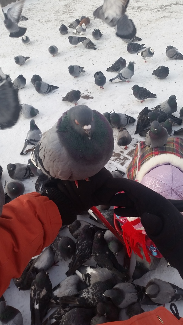 Birds - My, Birds, Pigeon, freezing, Longpost