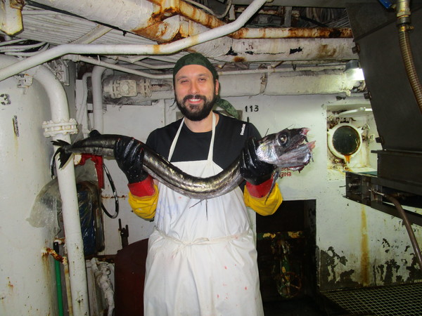 Sea creatures or our slippery brothers - My, Ship, A fish, Nature, Sea of ??Okhotsk, The photo, Work, Fishing, Longpost