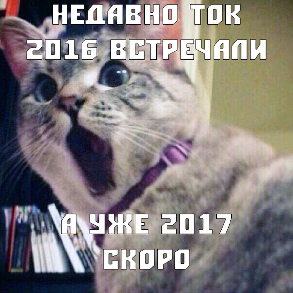 Действительно - Моё, Новый Год, 2017, Кот, Действительно