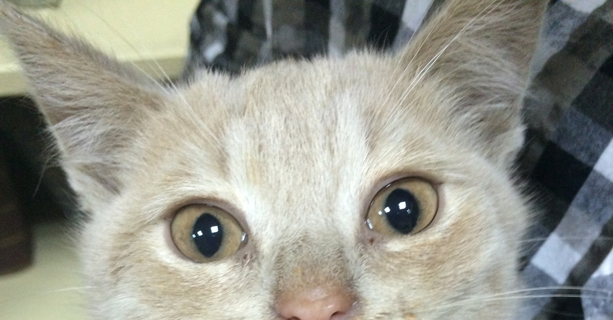 Котий ищет дом. | Пикабу