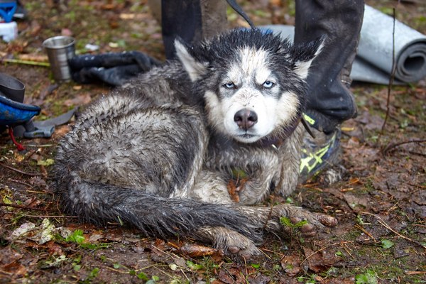 Как утомить хаски, или добро пожаловать на ммб