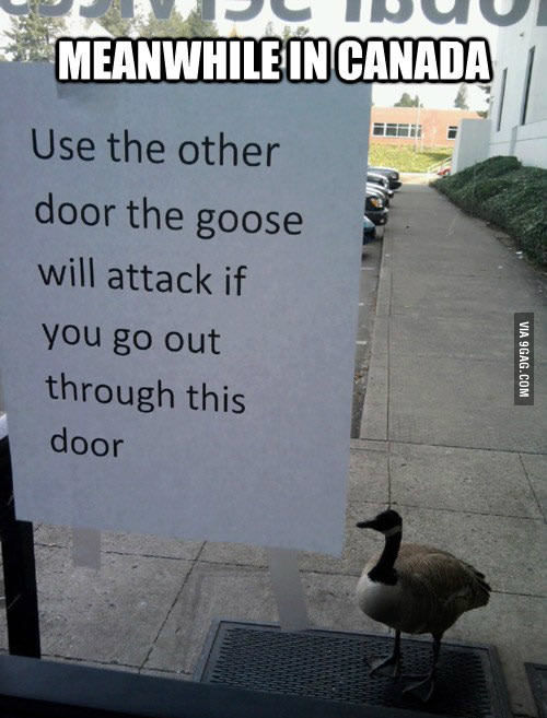 Do not open. Goose. Outside. - Danger, Canada, 9GAG