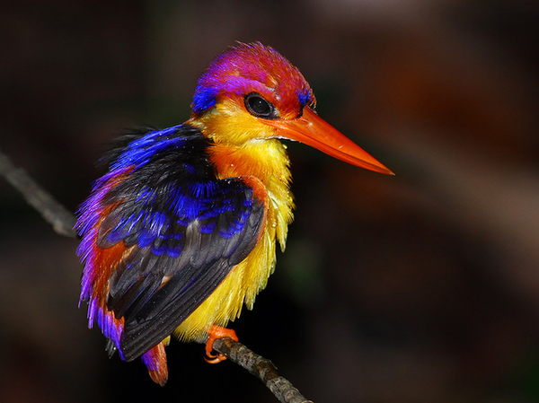 Bright handsome kingfisher - Nature, Pizza, Photo, Kingfisher, beauty, Brightness