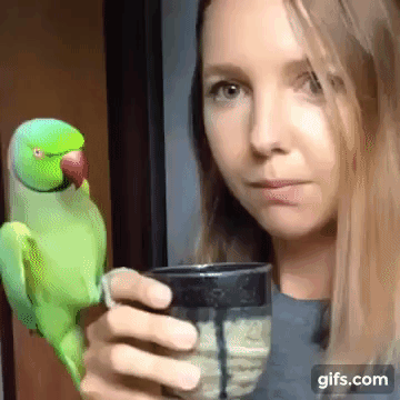 Morning coffee invigorates. - Video, GIF, A parrot, Birds, Pet, Pets