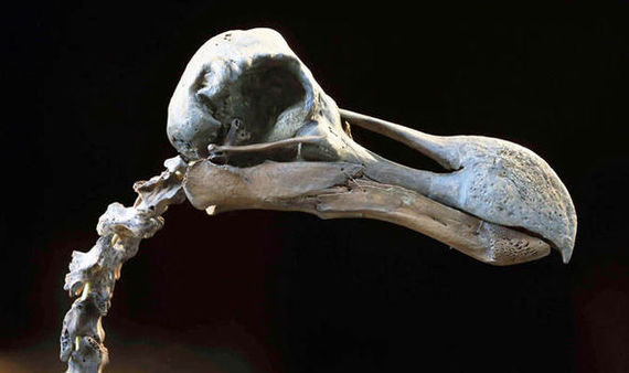 Dodo skeleton to be sold at UK auction for ?500,000 - news, Longpost, Auction, Skeleton, Dodo