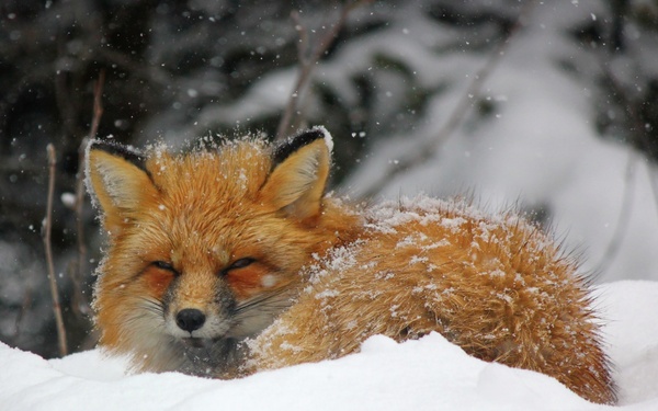 Snow fox. - Photo, Animals, Fox, Fyr, , Blush