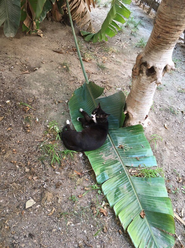 Cat on a palm tree - My, cat, Palm trees