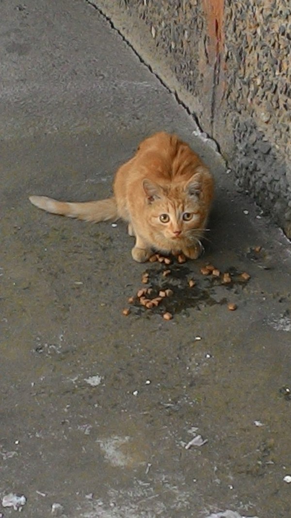 Kitten without a home. Abakan - My, , In good hands, Abakan, Khakassia, cat, Help