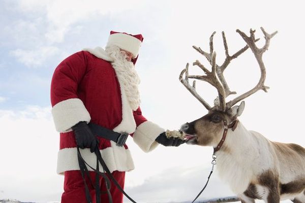 Reindeer may become extinct due to global warming - Deer, Global warming, Deer, Photo, Animals, Longpost, news