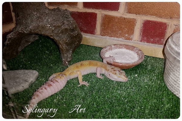 About Kremochka - My, Eublefar, Gecko, Lizard, , Cream, fur farm, Longpost