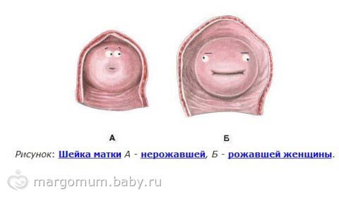 Веселая анатомия - Моё, Милота, Анатомия, Женская матка