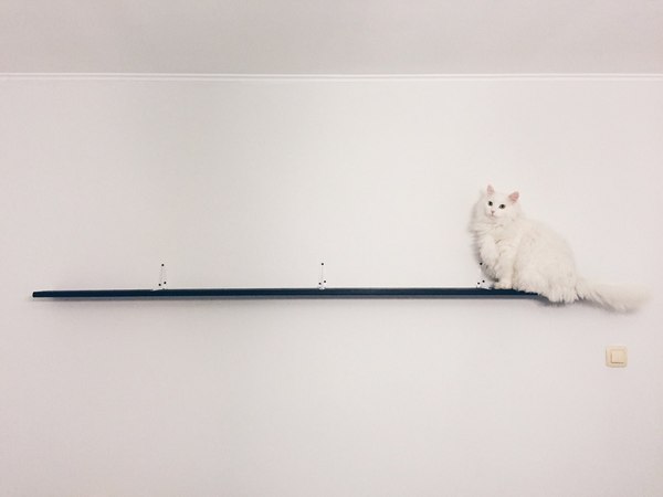 ��� �������