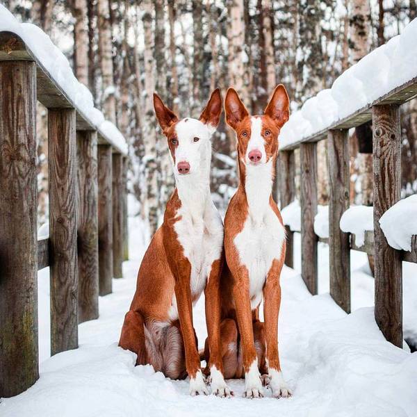 Ibizan Hounds - Ibizan Hound - Dog, Greyhound, Winter, , Podenko Ibitsenko