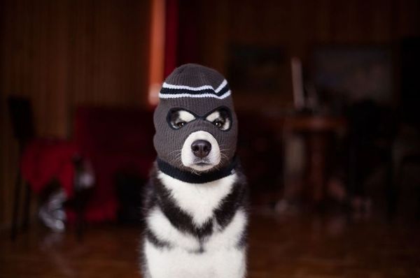 Post 4626410 - Husky, Dog, Mask