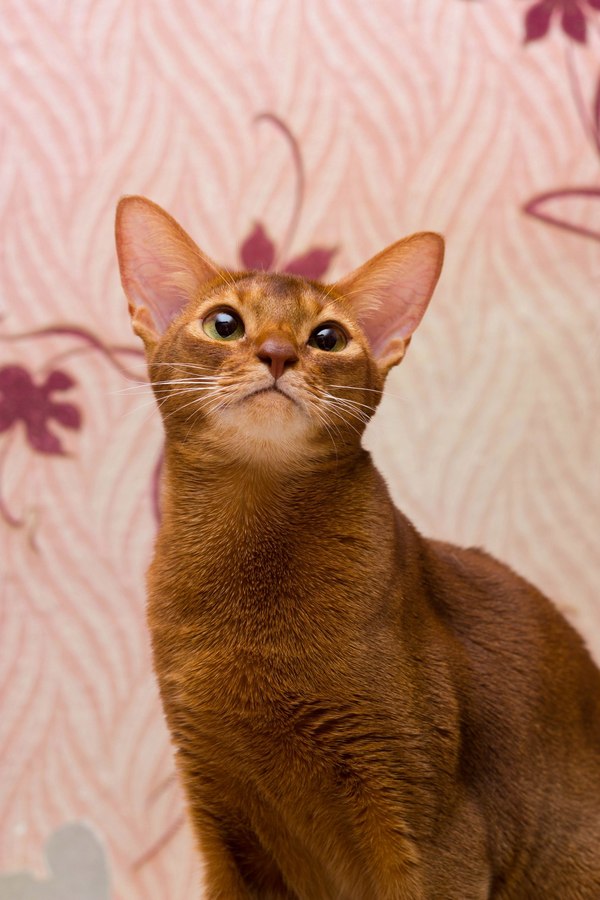 cat facial expressions - My, cat, Abyssinian cat, Facial expressions, Humor, Longpost