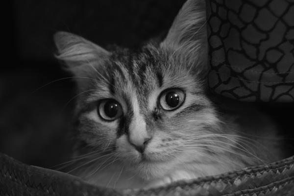 Catch a photo of a cat in bw, happy Friday everyone! - My, The photo, cat, , Nikon, Helios 44m