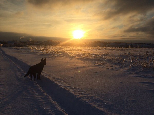 Which direction is the dog facing? - My, Dog, Sunset, Nature, The sun, Mystery, Sheepdog, Snow