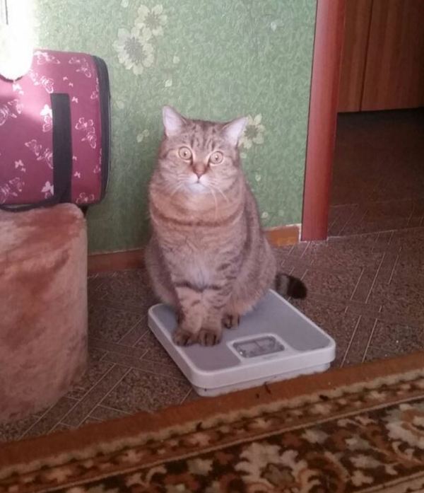 I'm on the scales - My, cat, scales, Thick, Photo, Thick