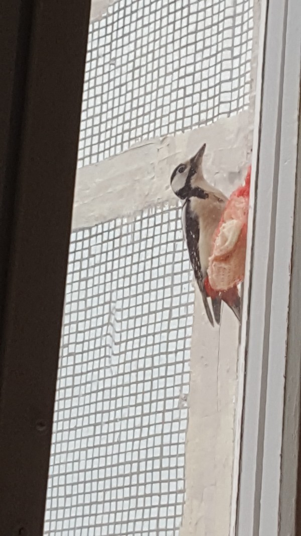 The woodpecker loves fat! - My, Birds, Woodpeckers, Longpost, My