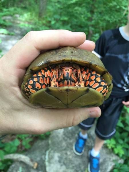 Turtle Darth Maul? - Turtle, Darth Maul, Color