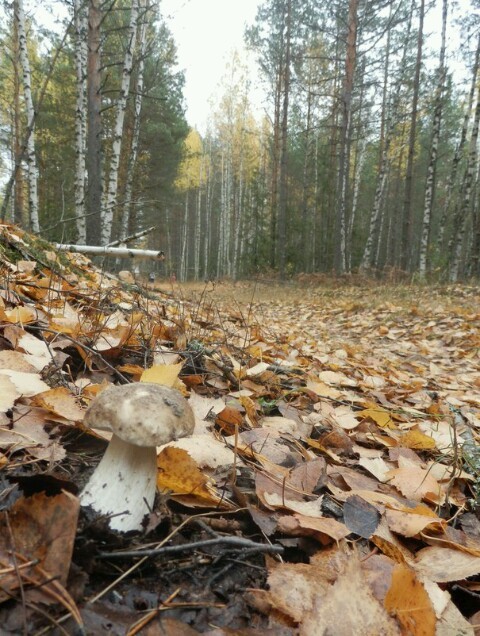 Грибочки - Моё, Грибы, Чувашия, Заволжье, Длиннопост