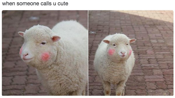 When someone called you cute - Blush, Shyness, Sheeps