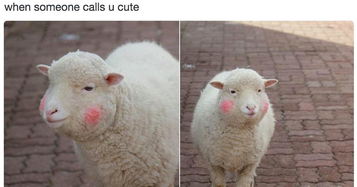 Как называется когда не замечаешь. Овечка Мем. Овца смешная. Мемы с овечками. Мемы про овец.