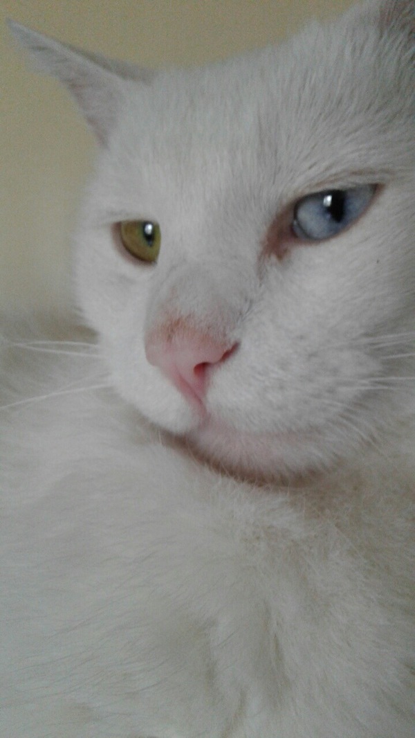 Heterochromia - My, cat, Heterochromia, 
