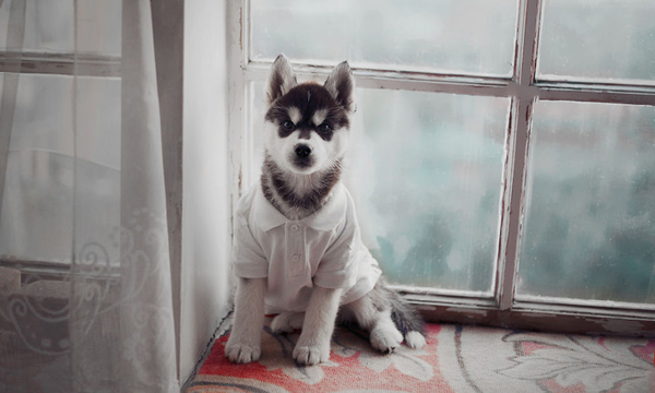 Dress up! - Husky, Dog