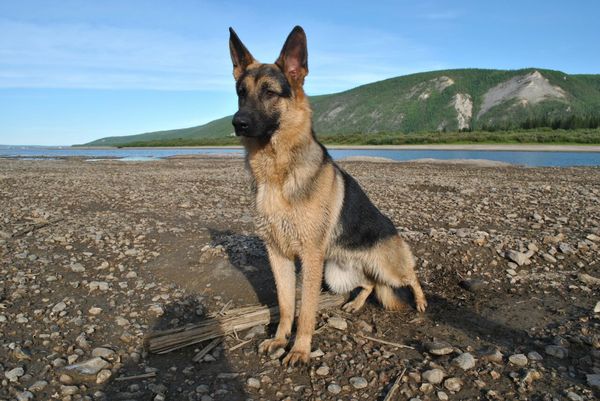 On Lena - My, My, German Shepherd, Lena river