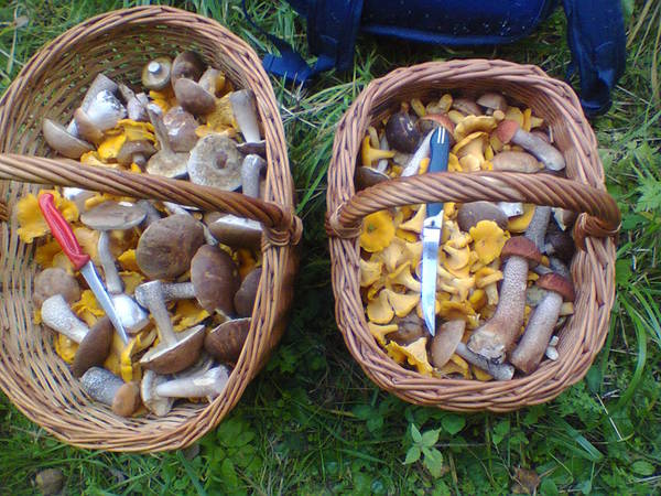 hello from august - Silent hunt, Basket, August, My, Mushrooms