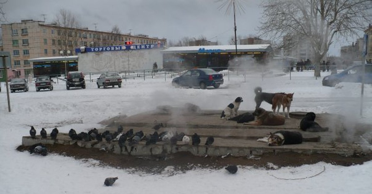 Дубак картинки прикольные
