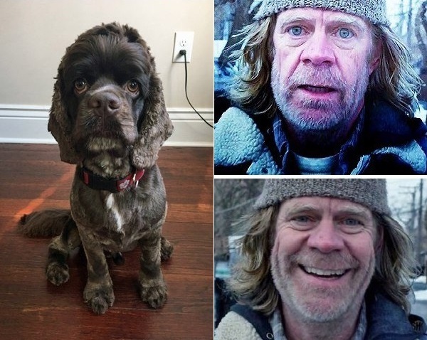 Just a dog that looks like Frank Gallagher - Shameless, Frank Gallagher, Dog