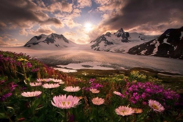 Flowers at the foot of the mountains, Alaska - Flowers, The mountains, Alaska, beauty, From the network