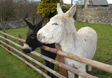 two donkeys - Joke, two donkeys