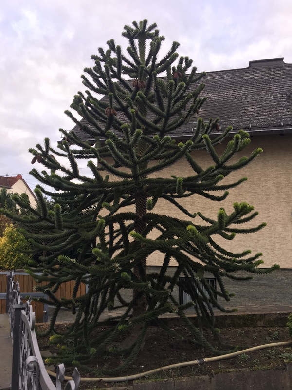 Who can tell the name of the plant? - Biology, Plants, Conifers, Help, Question, Longpost