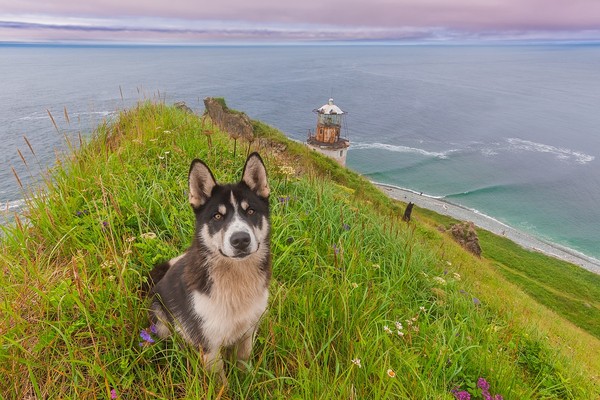 Sea of Okhotsk - Photo, Sea, Dog, Headland, Lighthouse
