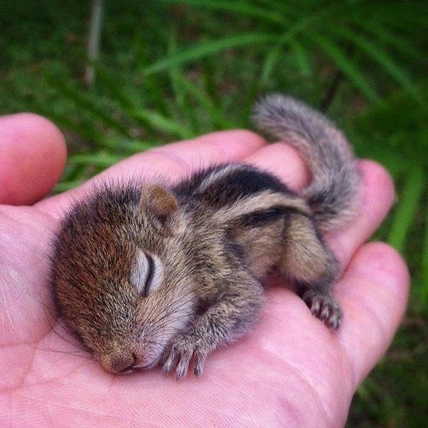 Baby chipmunk fell asleep on the arm - Chipmunk, Milota, Dream, Squirrel, Squirrel, , Animals, Young, Hand, , Palm