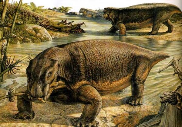 Dicynodonts Part.1 - My, , , Therapsids, Paleontology, League of biologists, Longpost