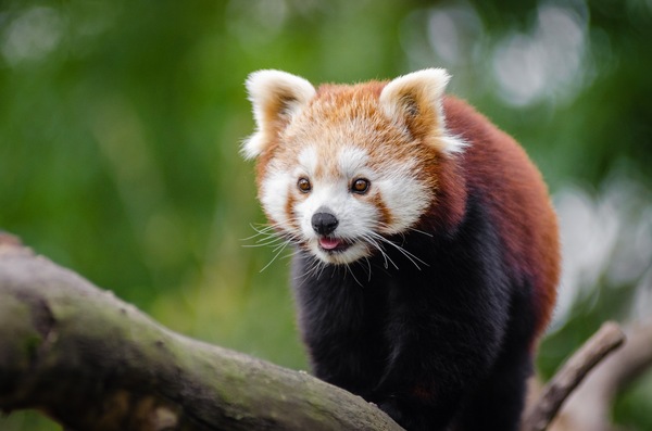 red panda - , Red panda, Longpost