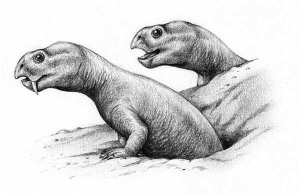 Dicynodonts Part.1 - My, , , Therapsids, Paleontology, League of biologists, Longpost