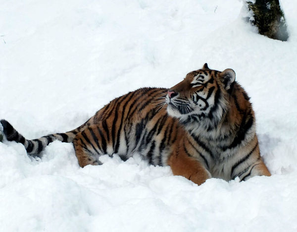 The tiger is the largest member of the cat family. - Animals, Photo, Tiger, Cat family, Predator, Snow