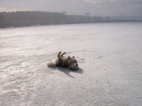 Счатлив тот ,кто смотрит на мир вниз головой, для него мир на миг но иной :-)